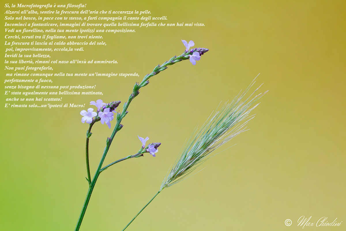 Hypothesis macro, the butterfly is not there!