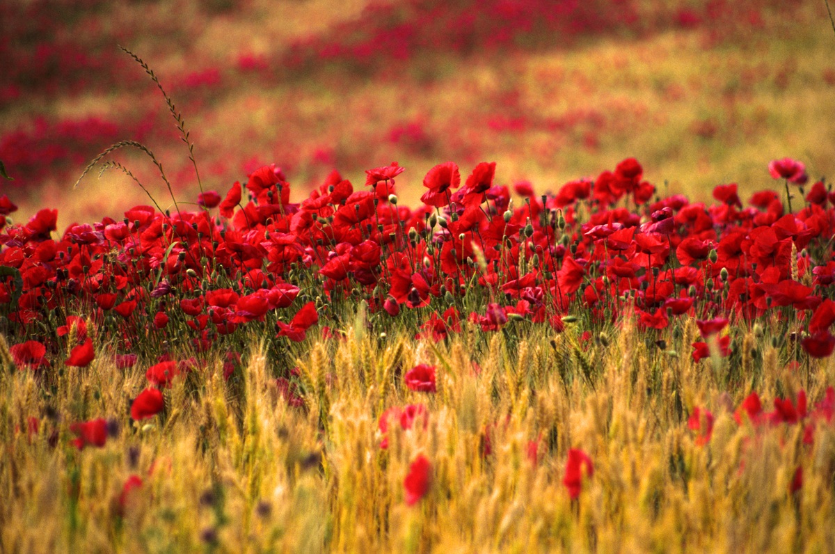Papaveri e Grano