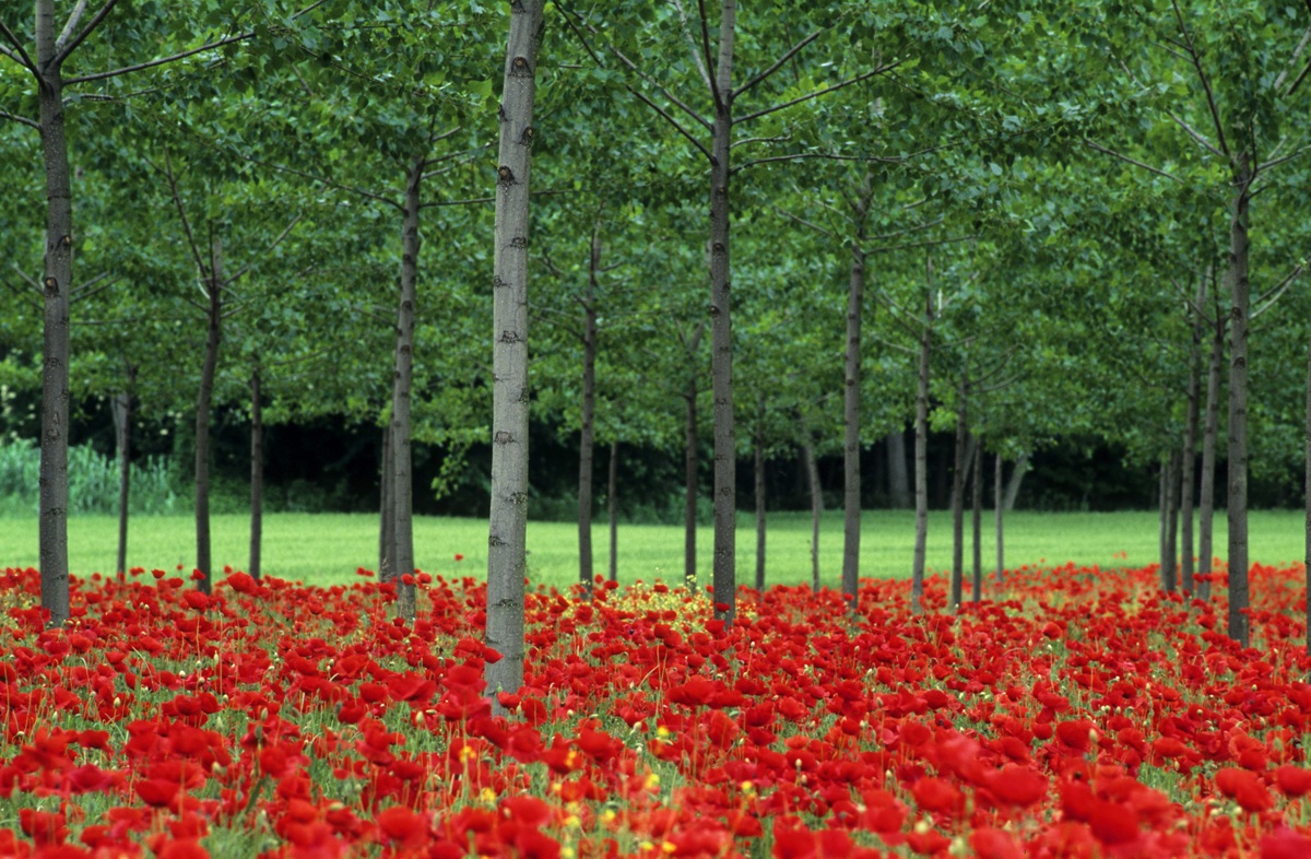 Papaveri e Pioppi