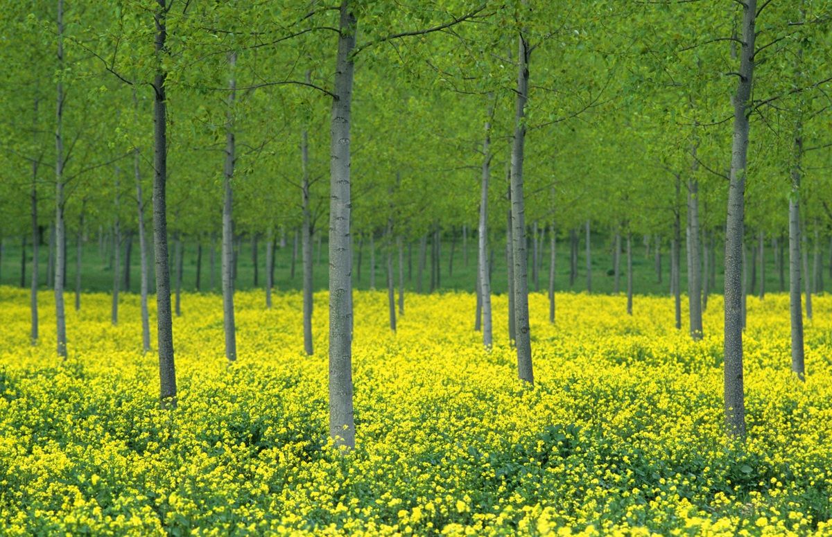 Pioppi e Colza