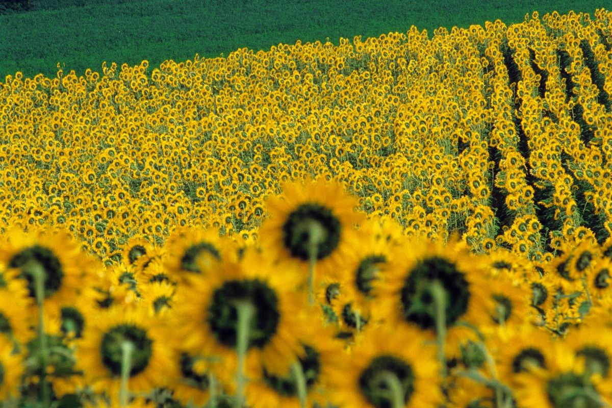 Girasoli