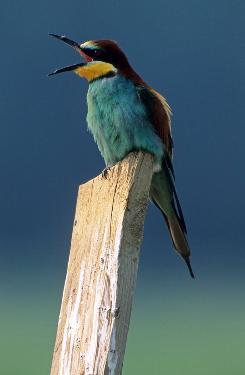 Bee-Eater