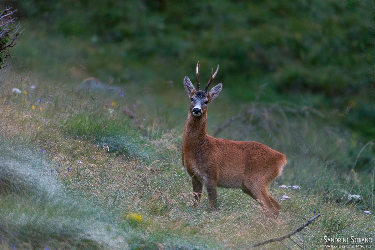 Roe deer in the morning dew