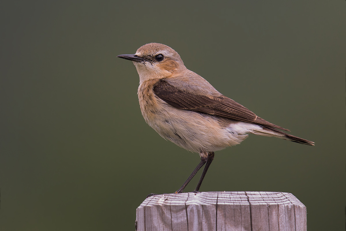 Female wheatear