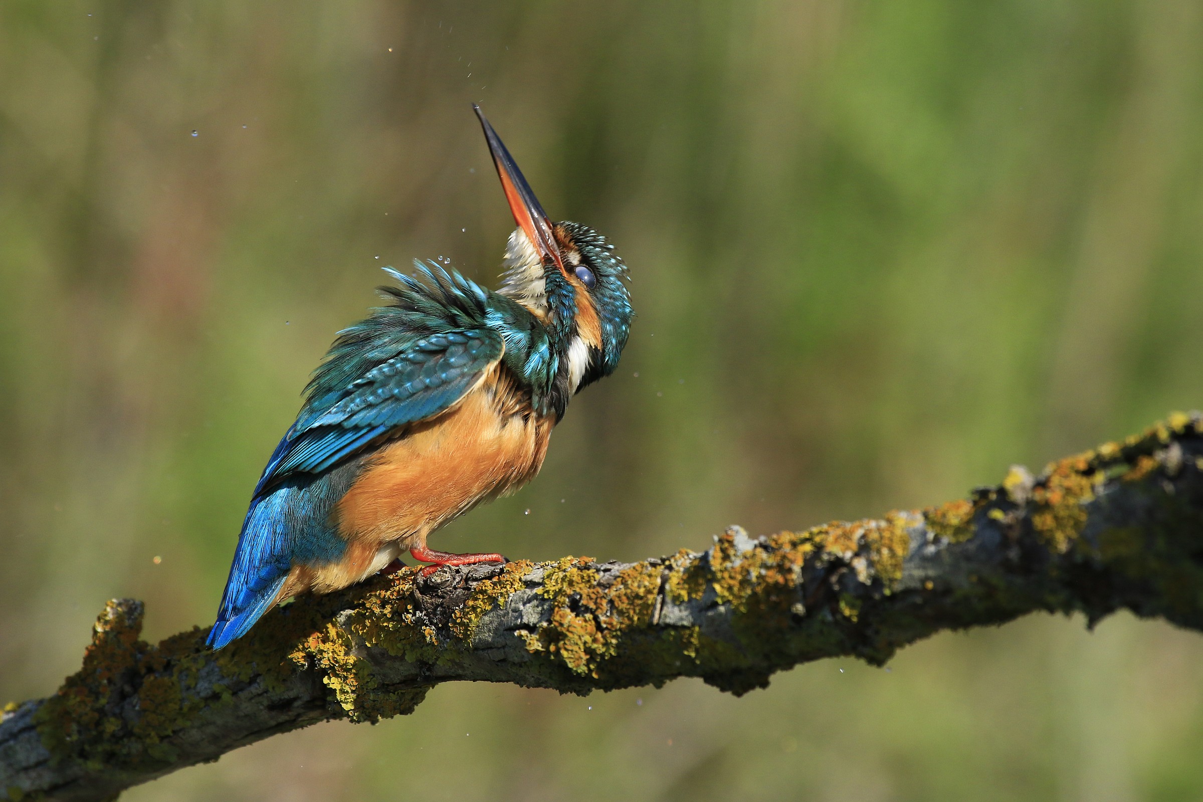 Kingfisher 2014: Stiff neck