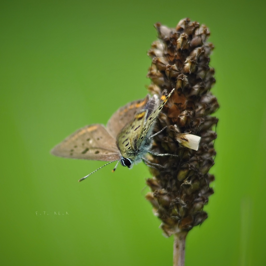 Lycaena tytirus