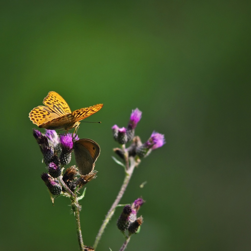 Argynis paphia + Maniola jurtina