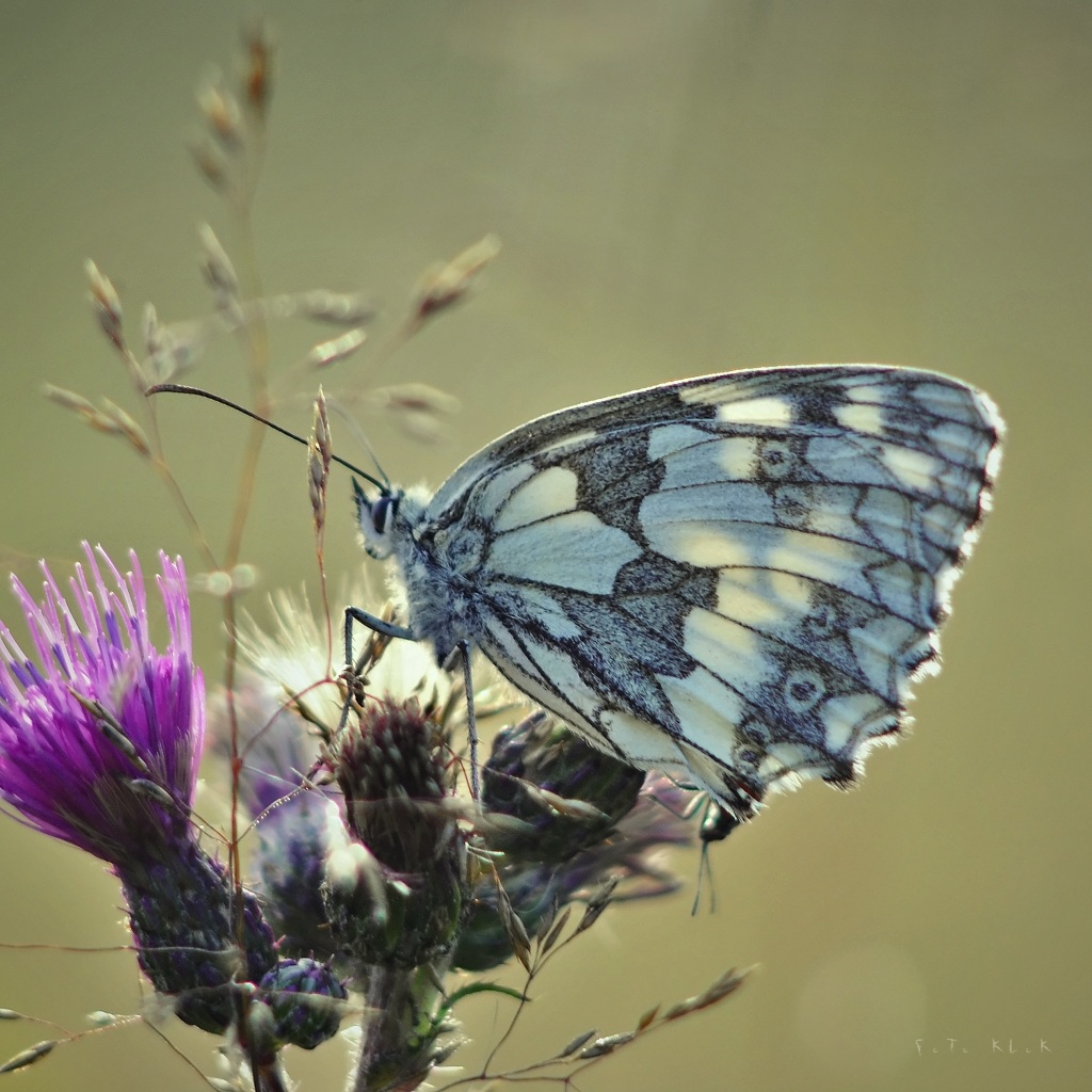 Melanargia galathea