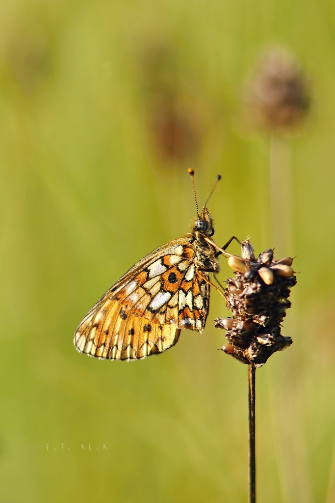 Boloria selene