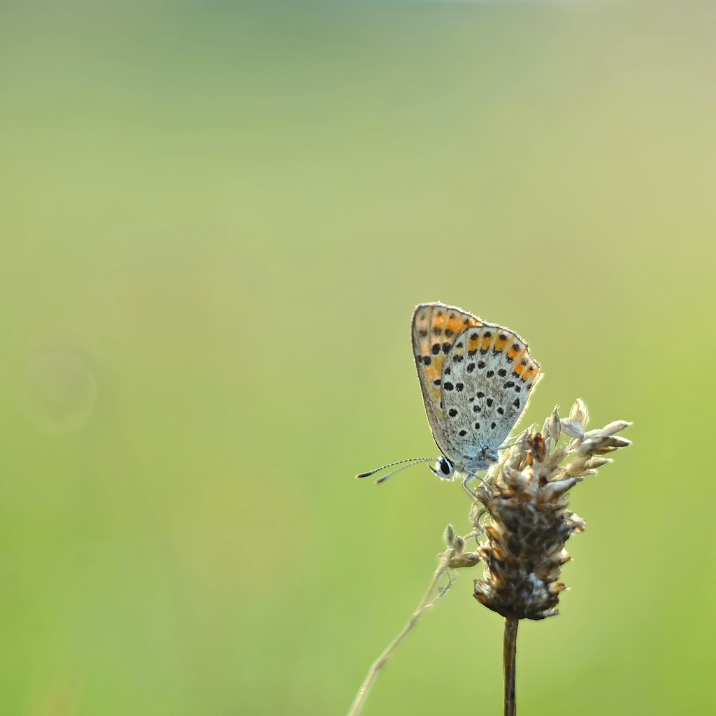 Lycaena tytirus