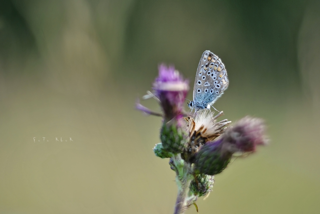 Polyommatus icarus