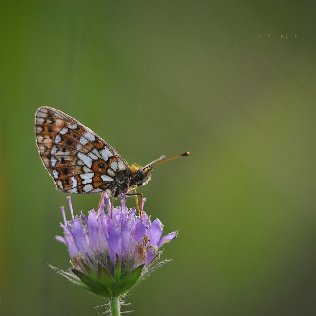 Boloria selene