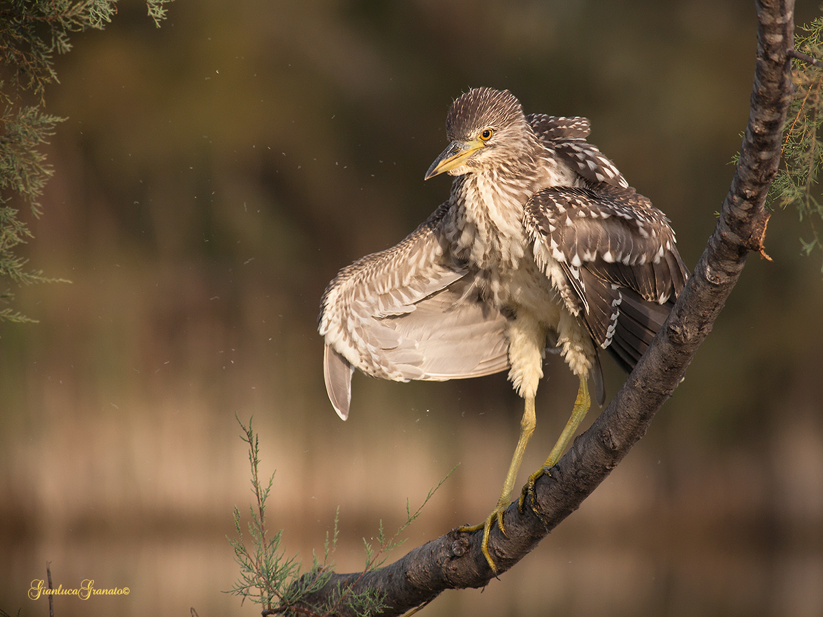 The Star of the moment