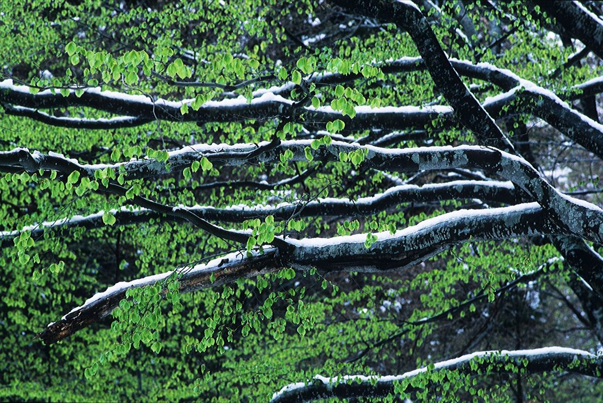 Branches in Beech Spring