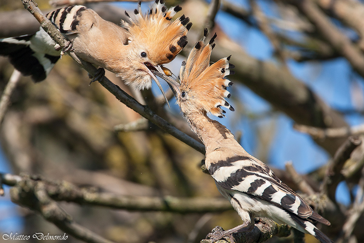Hoopoe