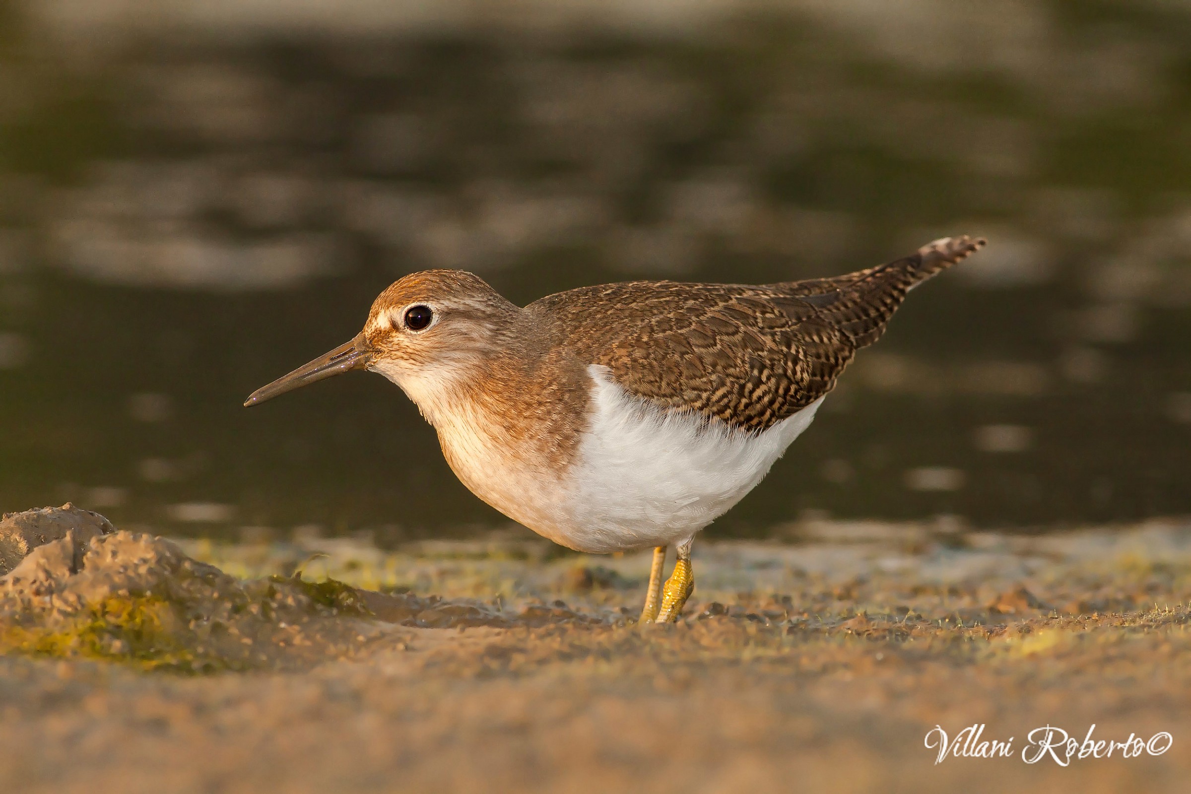 Piro piro piccolo (Actitis hypoleucos)