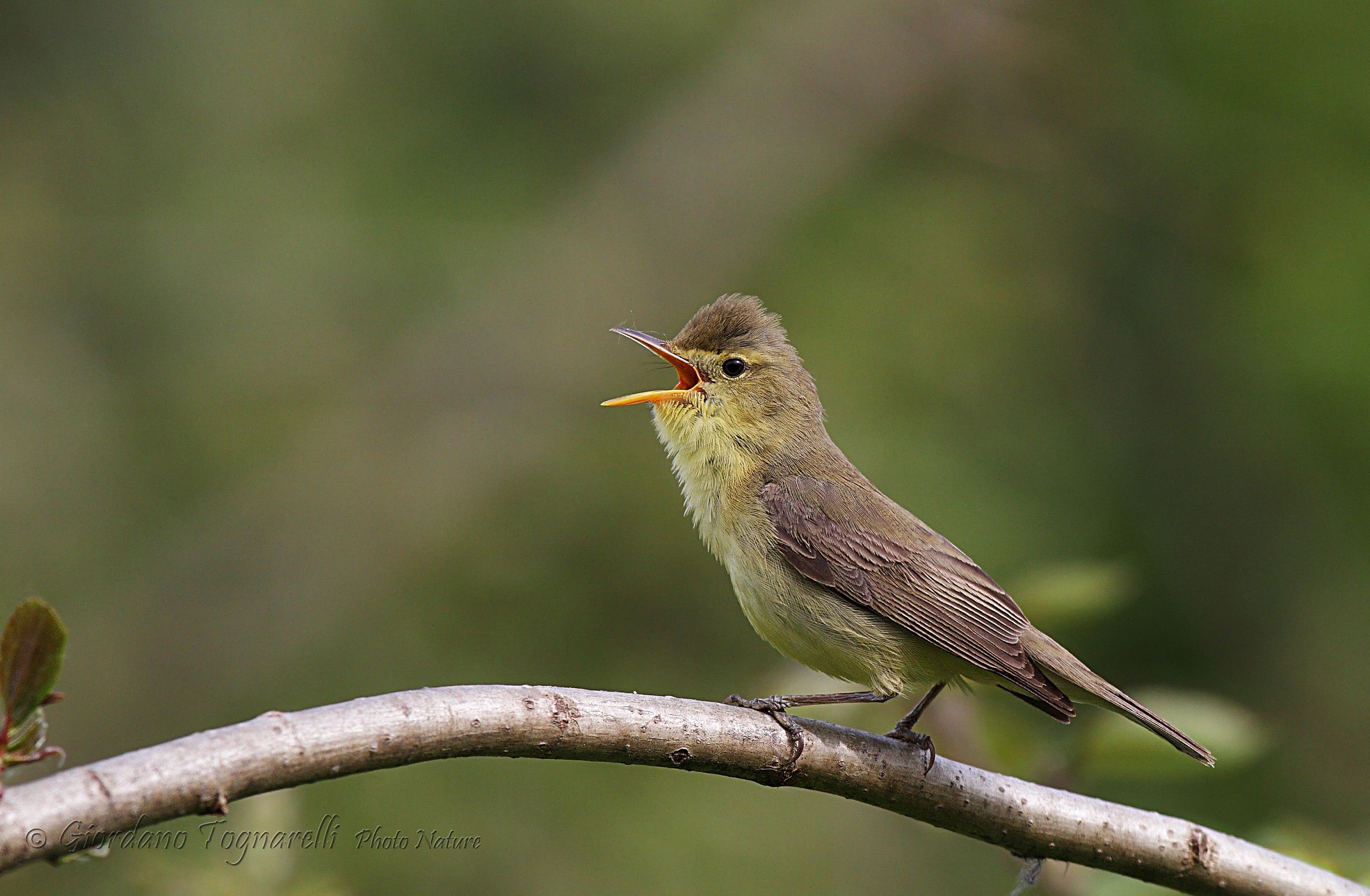 Warbler (Hippolais polyglottaR __-- 9