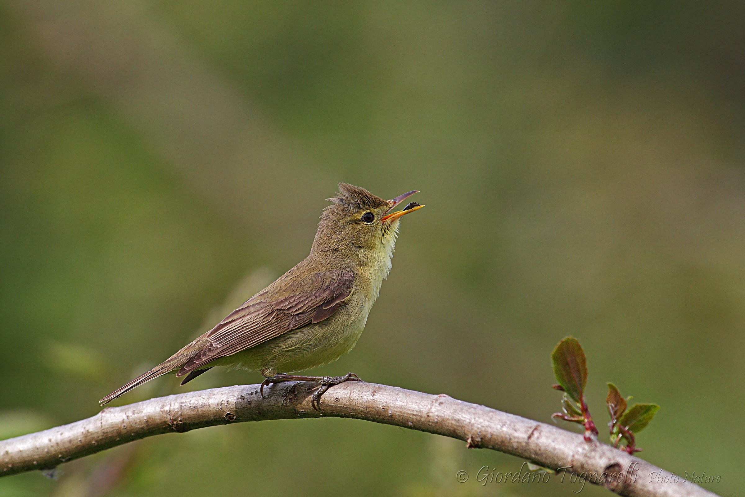 Warbler (Hippolais polyglotta)