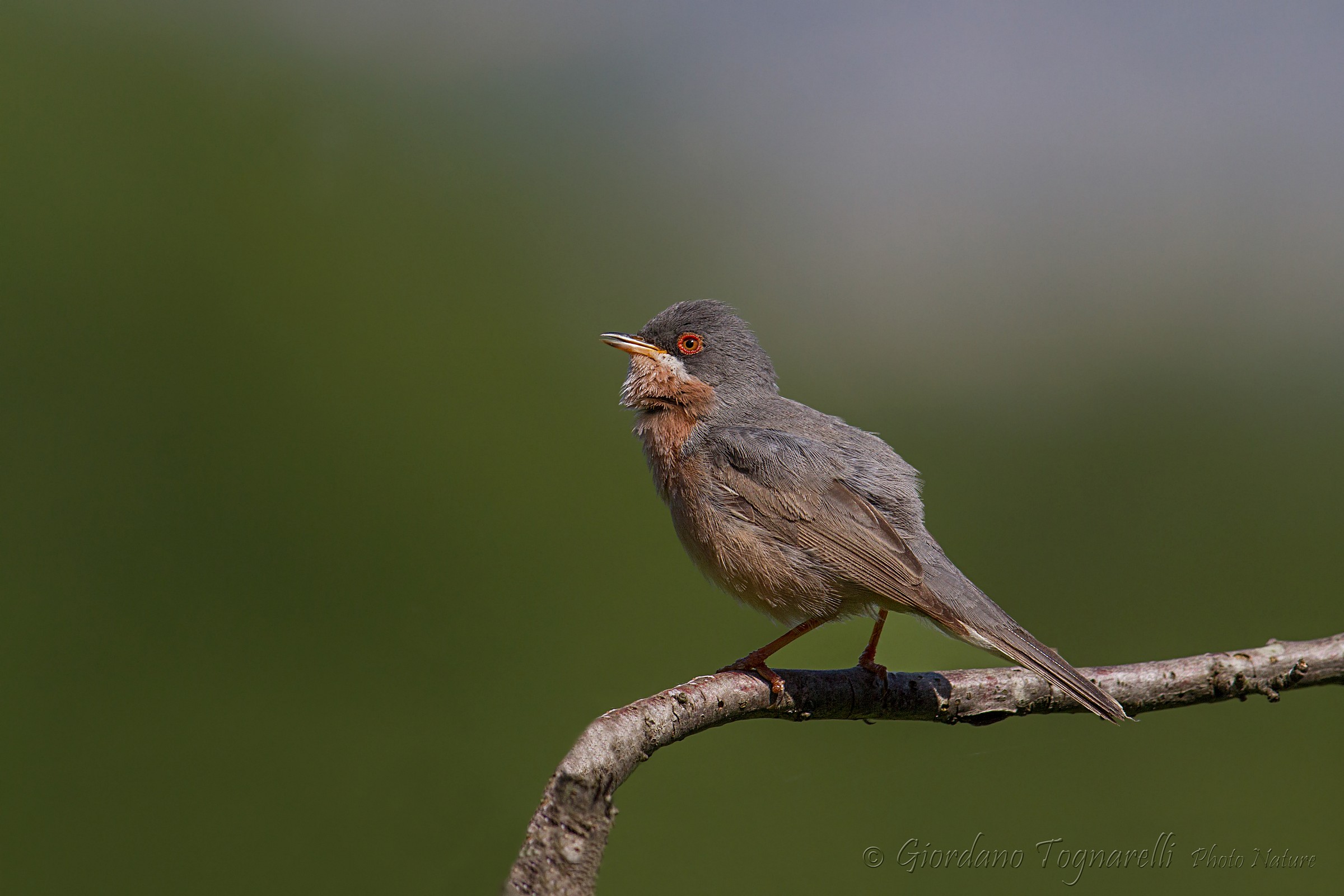 Subalpine Warbler (Sylvia cantillans)