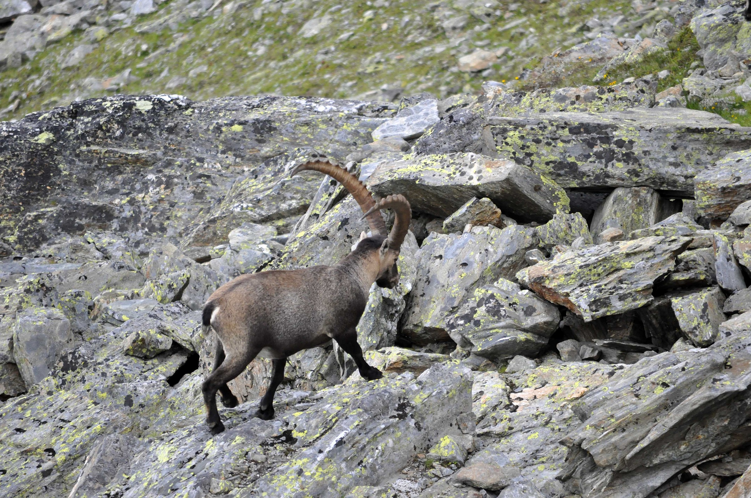 Ibex adult