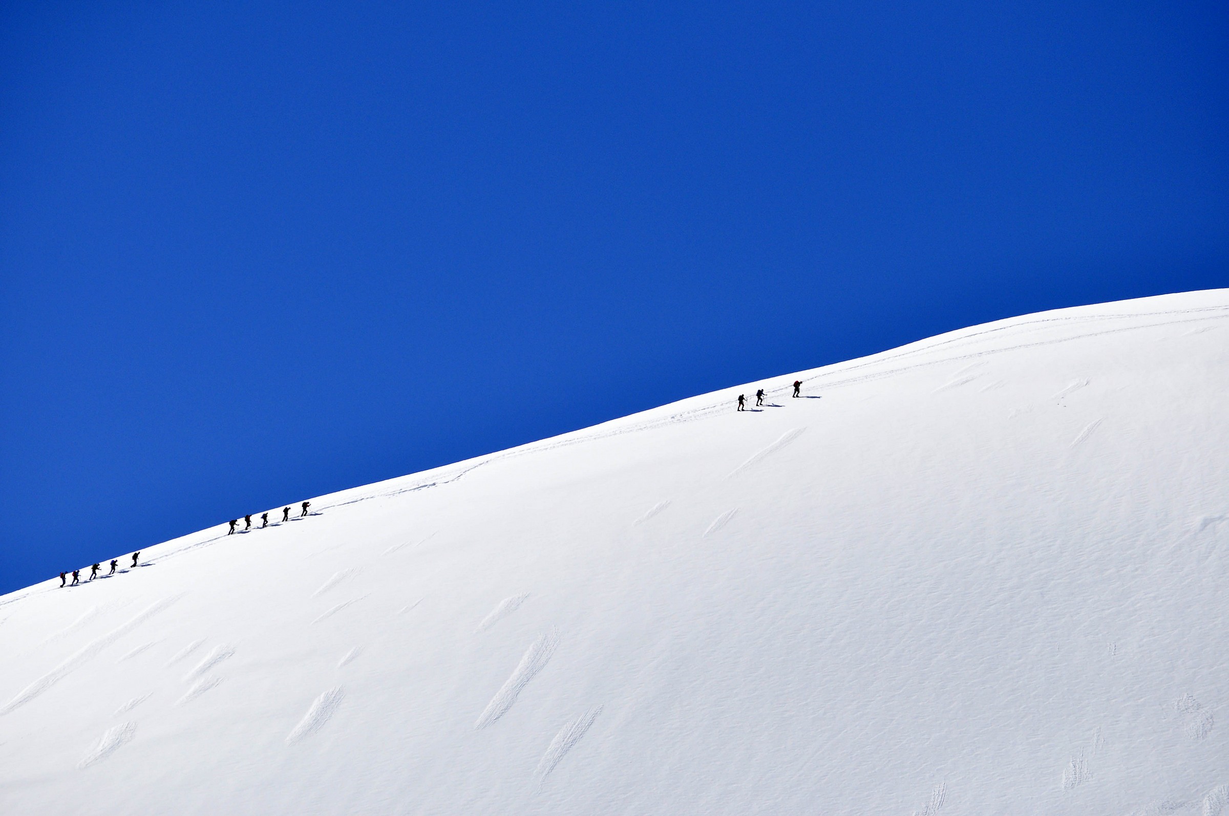 Bianco e blu con formichine