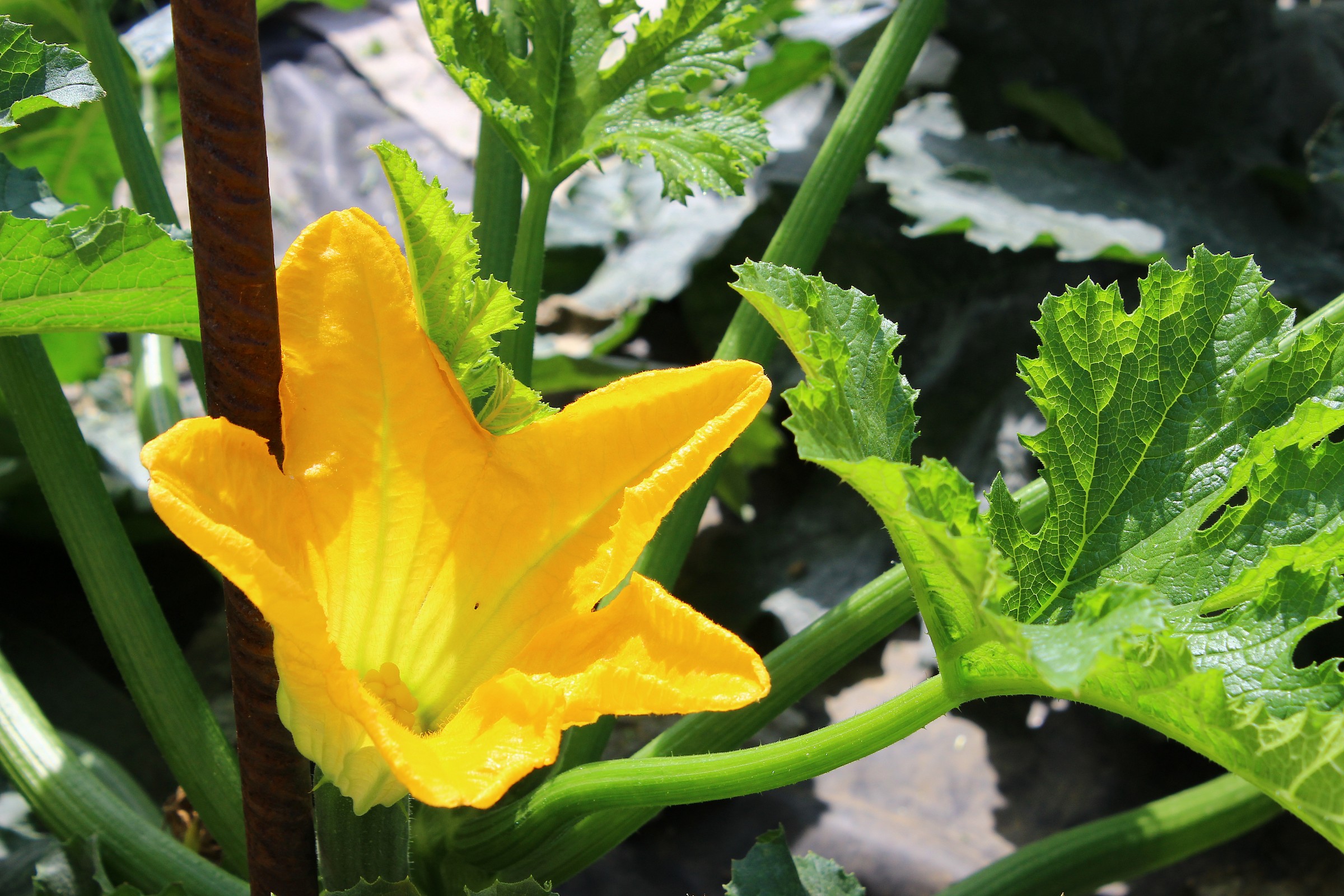 Flower of zucchini