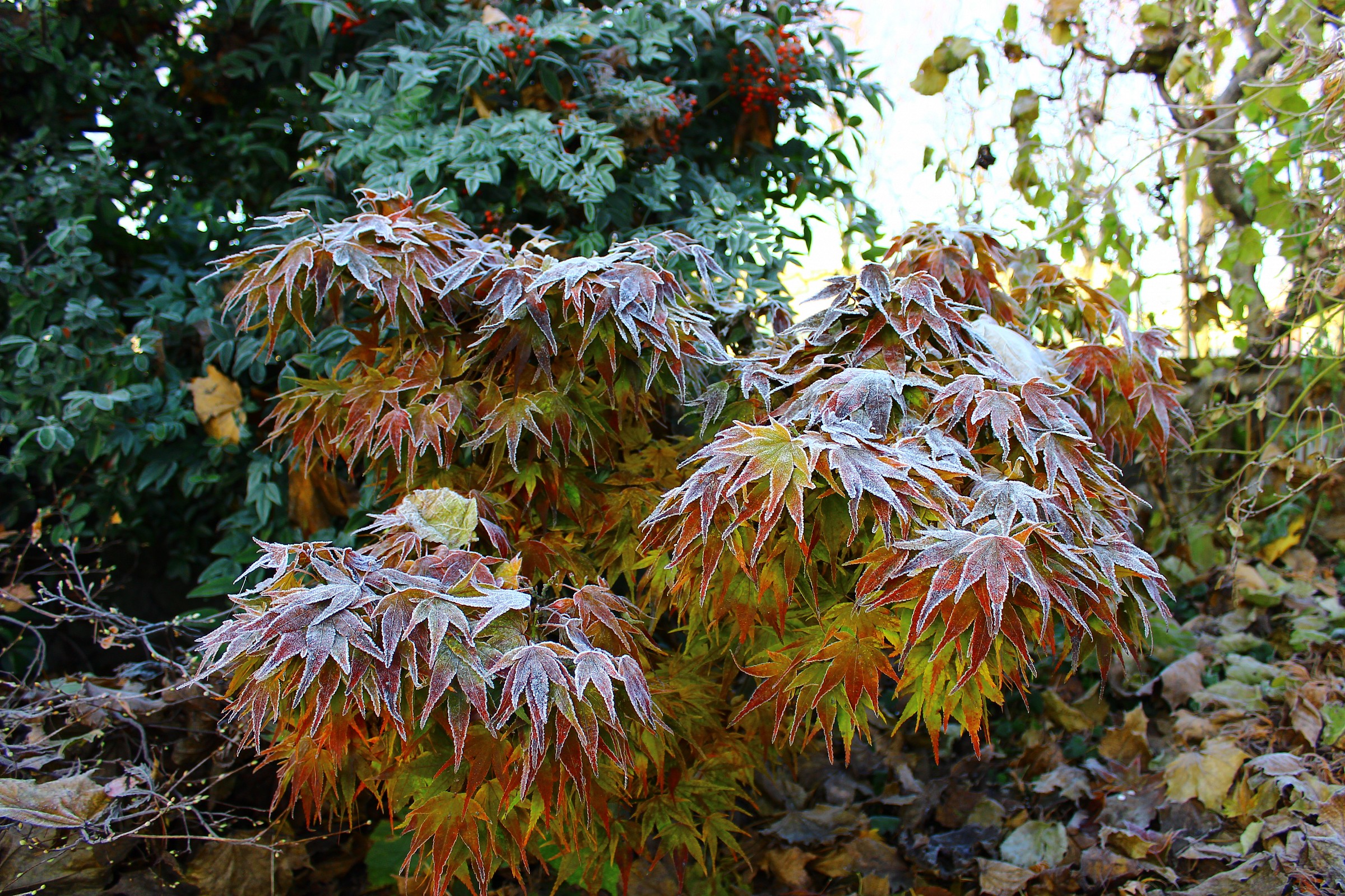 Frost in the morning