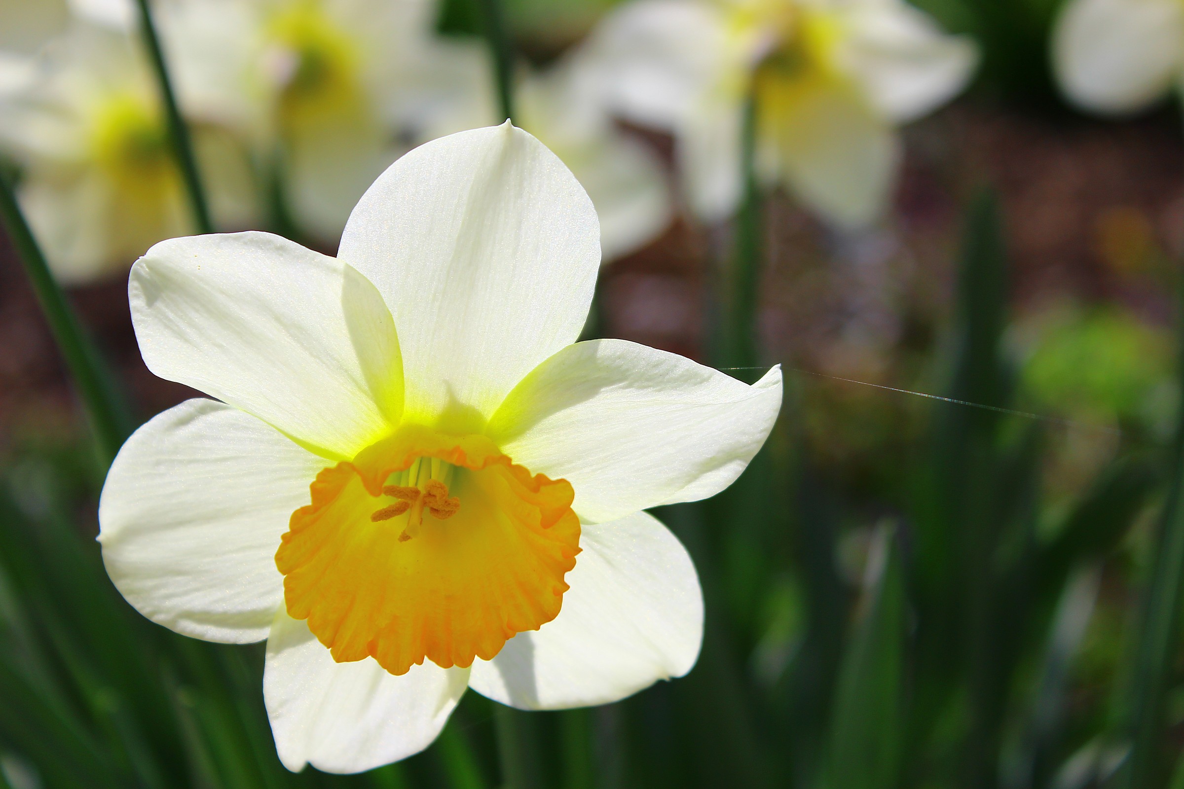 the cobweb unexpected