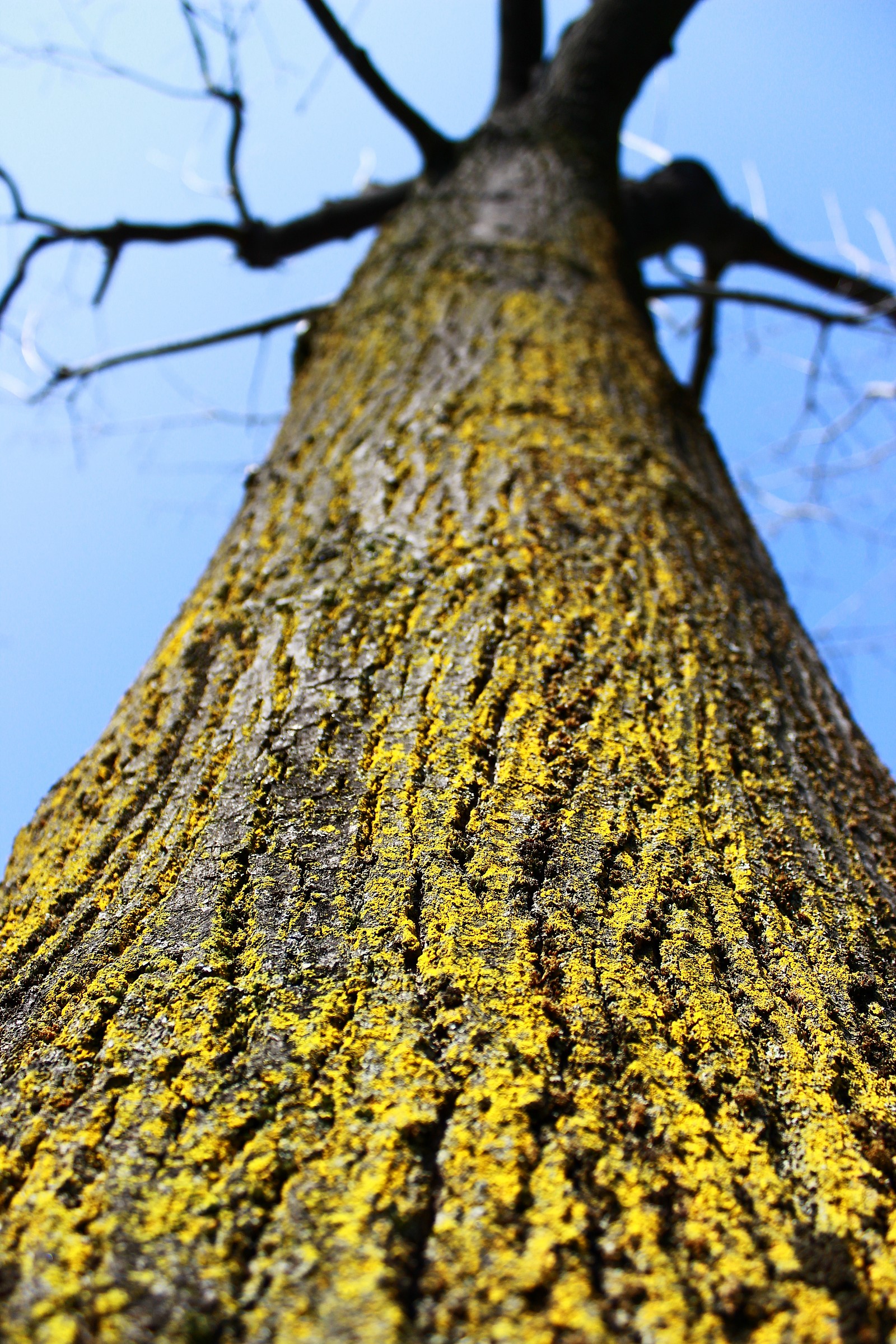 Oak tree in symbiosis