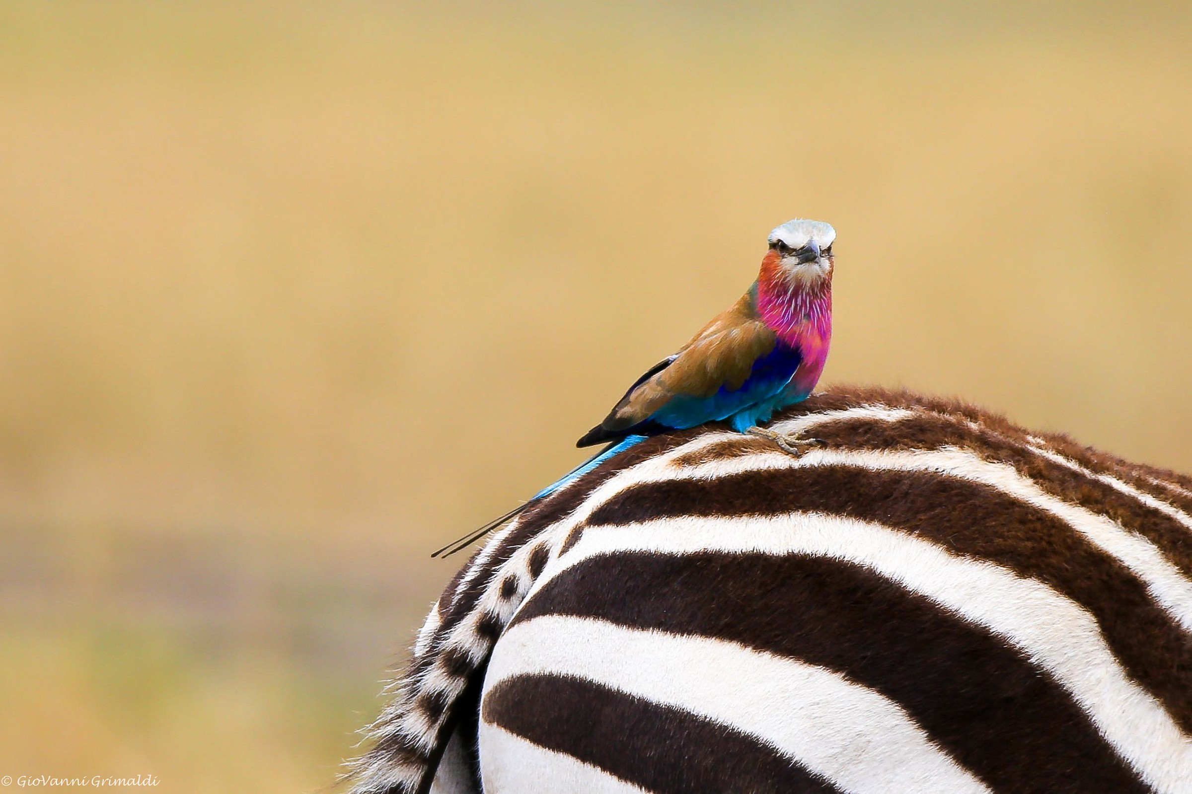 Ghiandaia Marina su Zebra