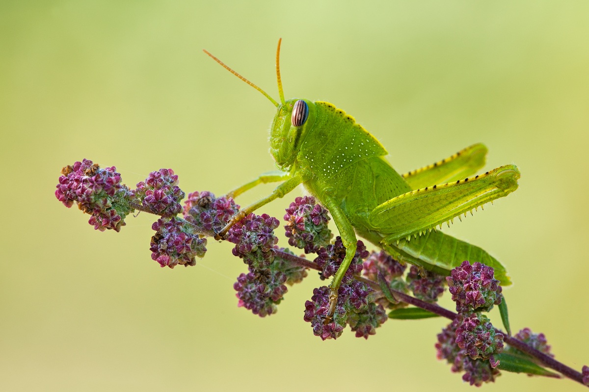 Anacridium aegyptium