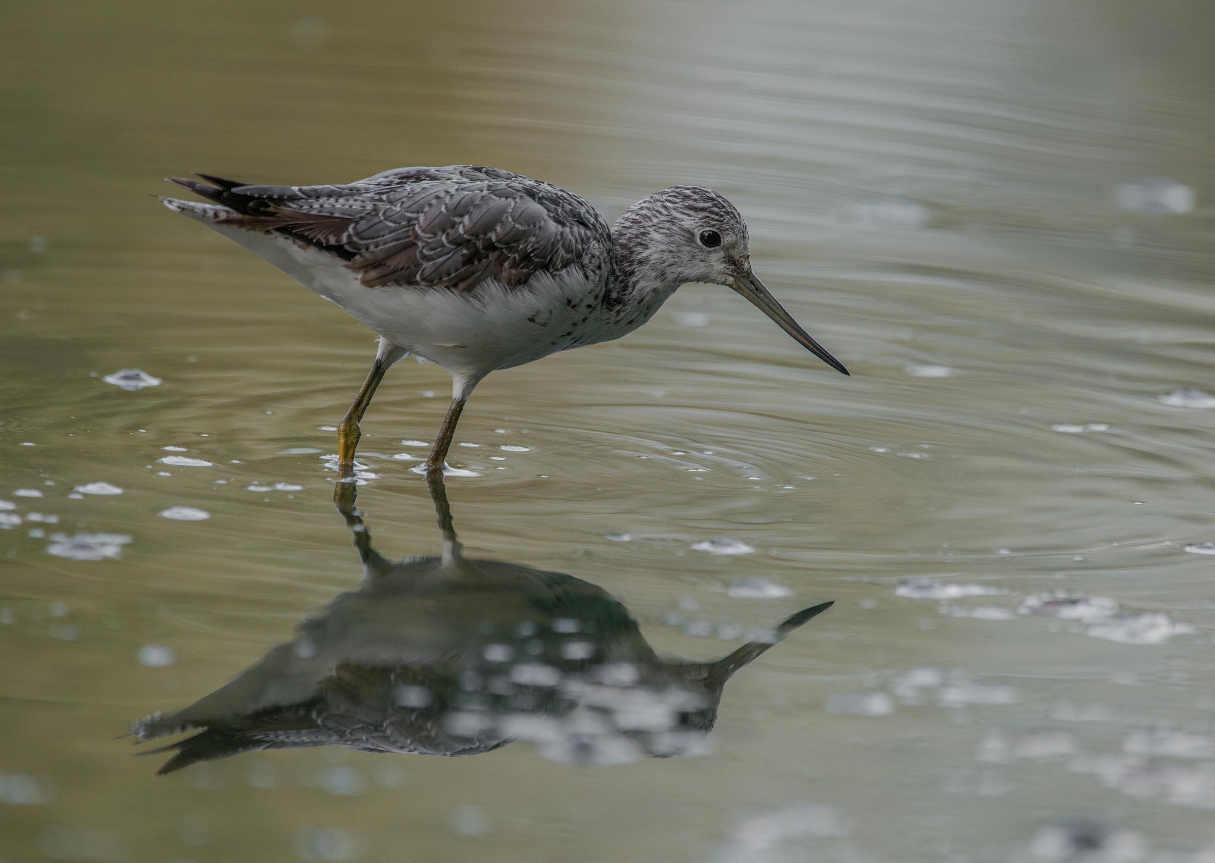 sandpipers boschereggio