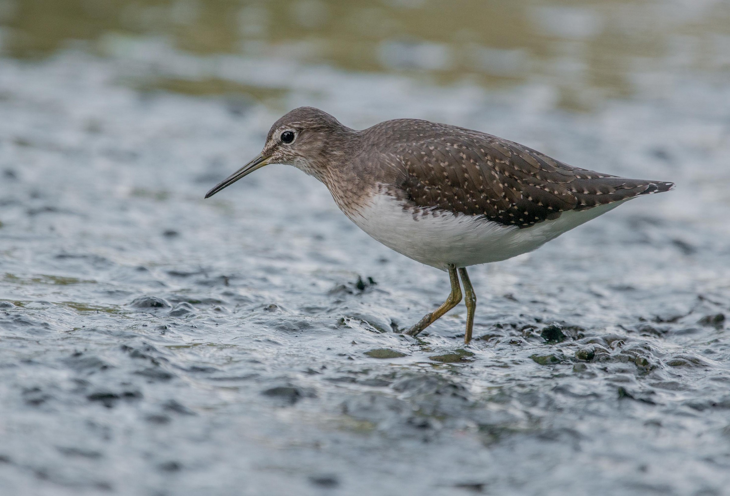 sandpiper