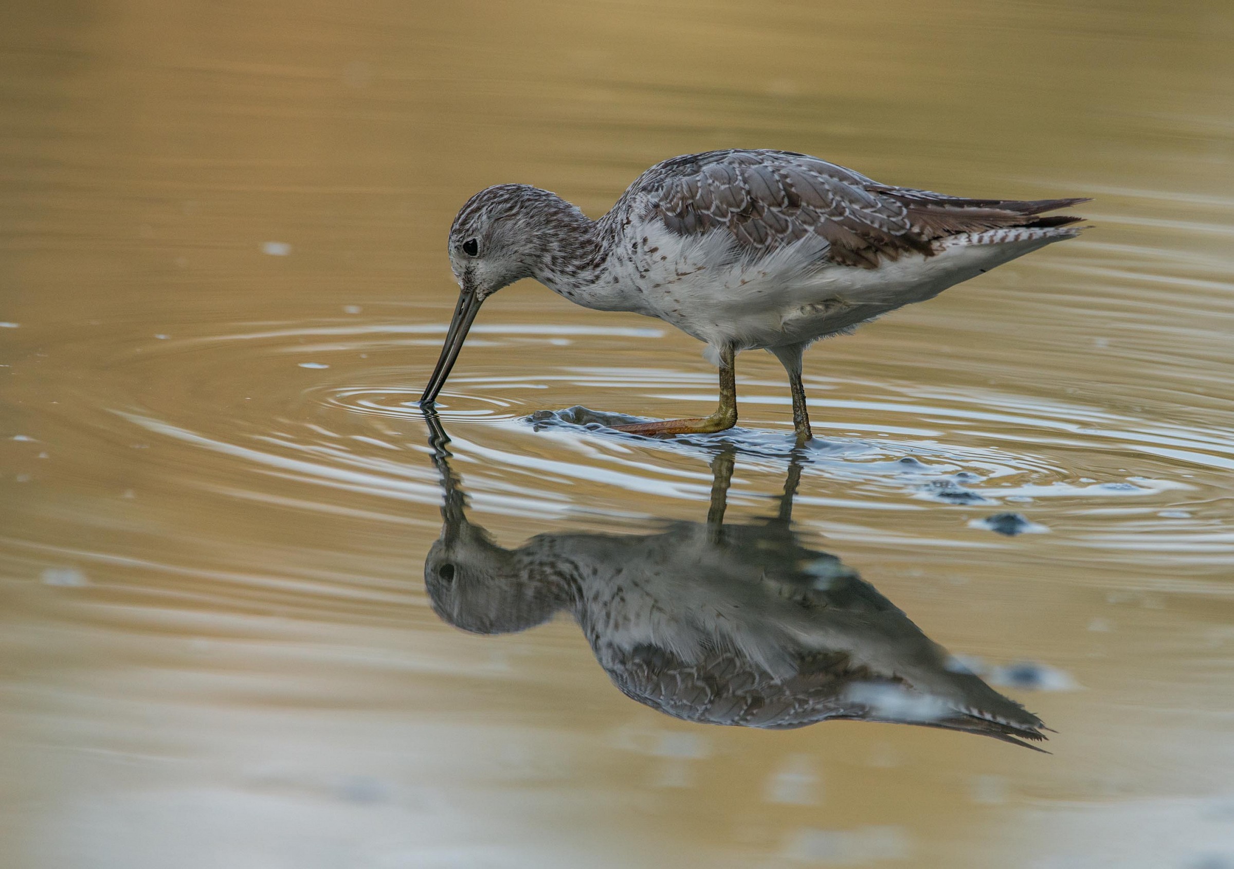 At the going down of the sun
