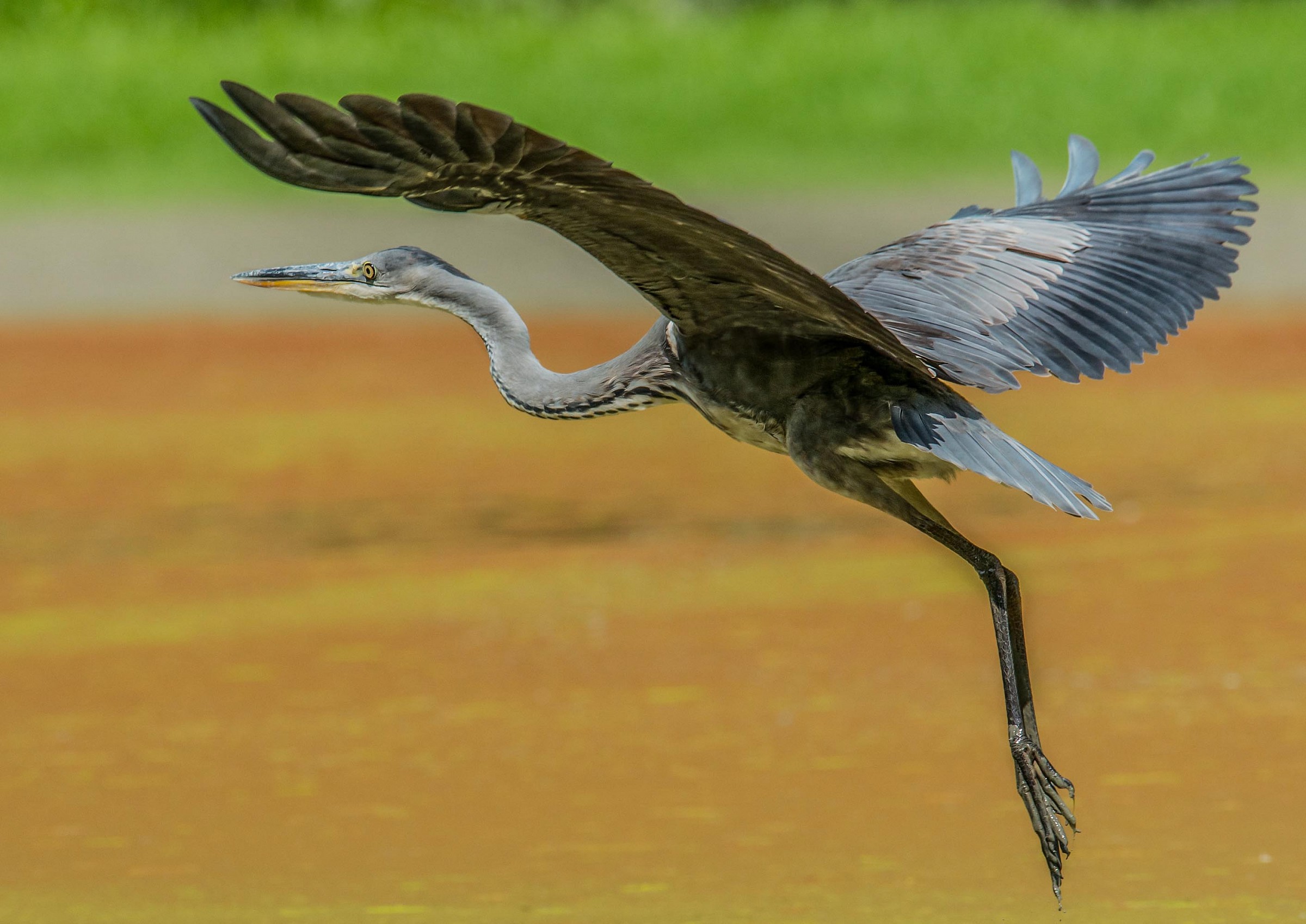 Grey Heron