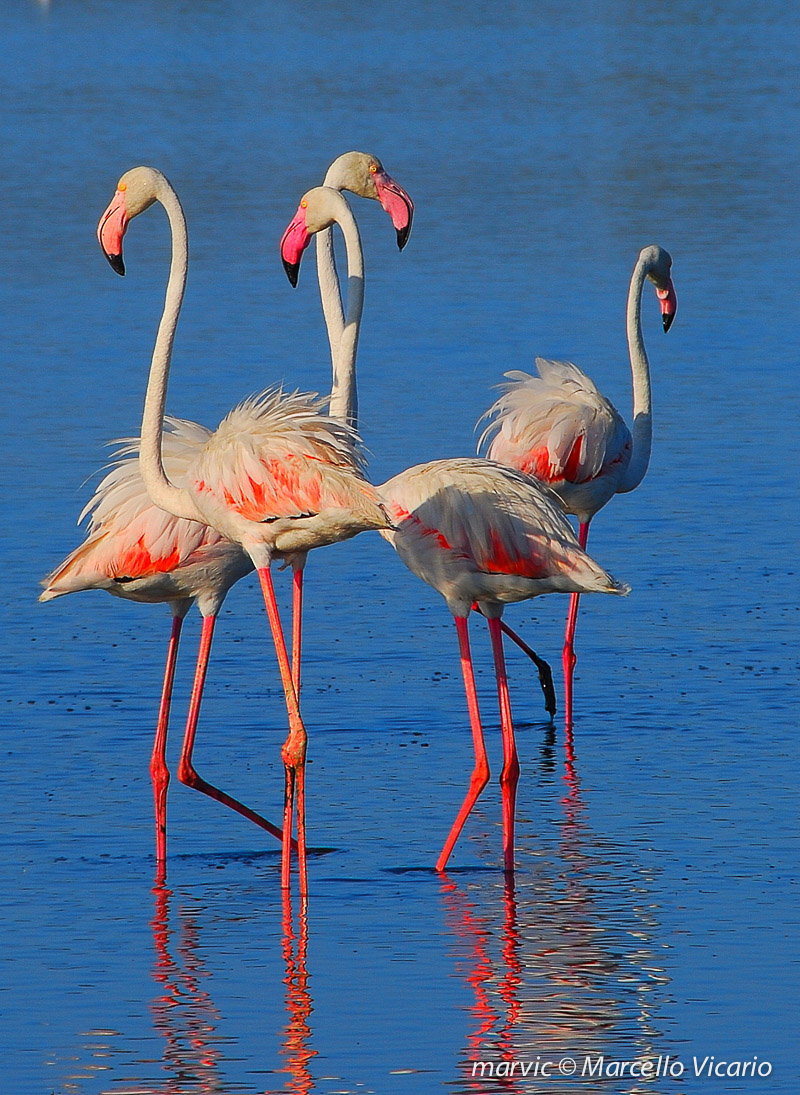 Fenicotteri