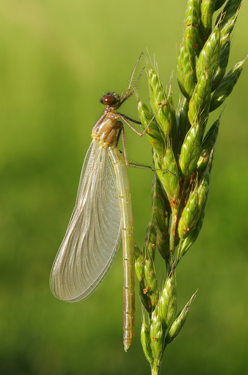 Baby calopteryx
