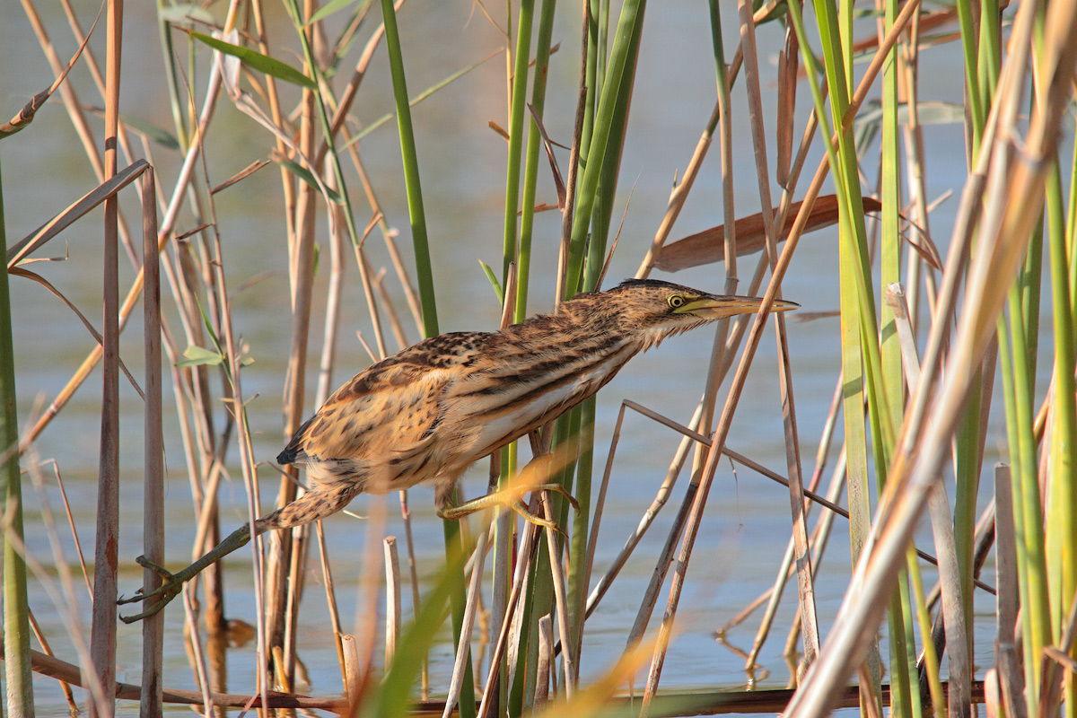 Bittern
