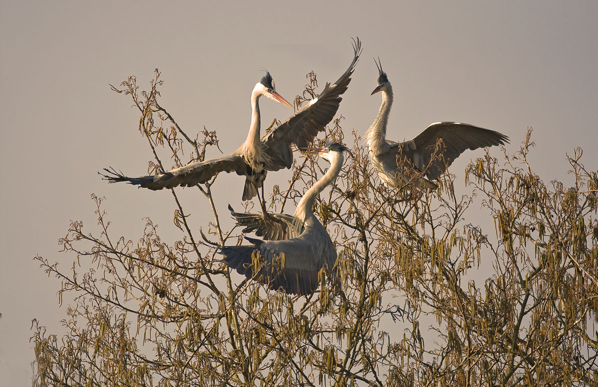 Exchange of views between cenerini