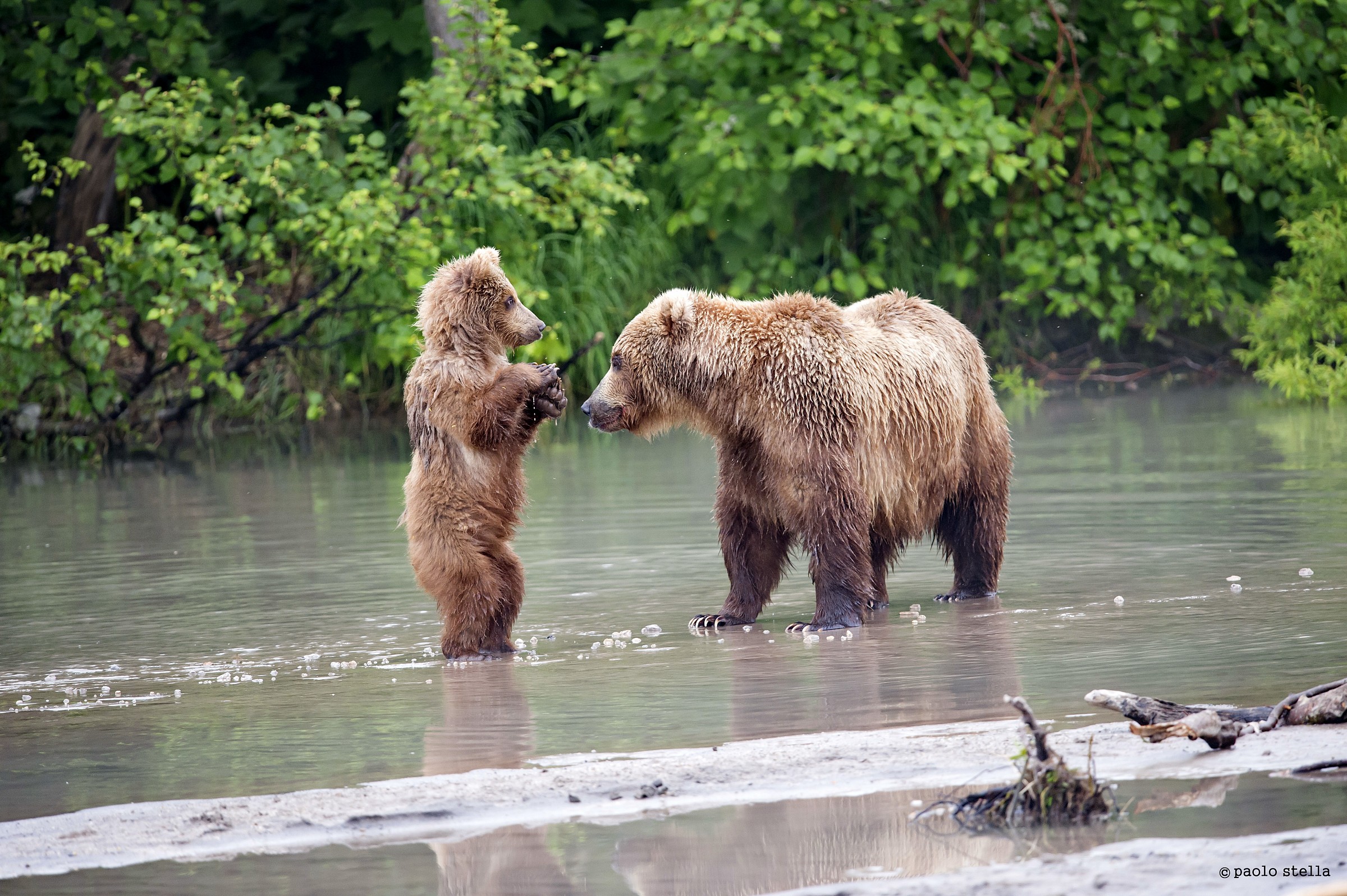 vedi..sono a good teddy bear