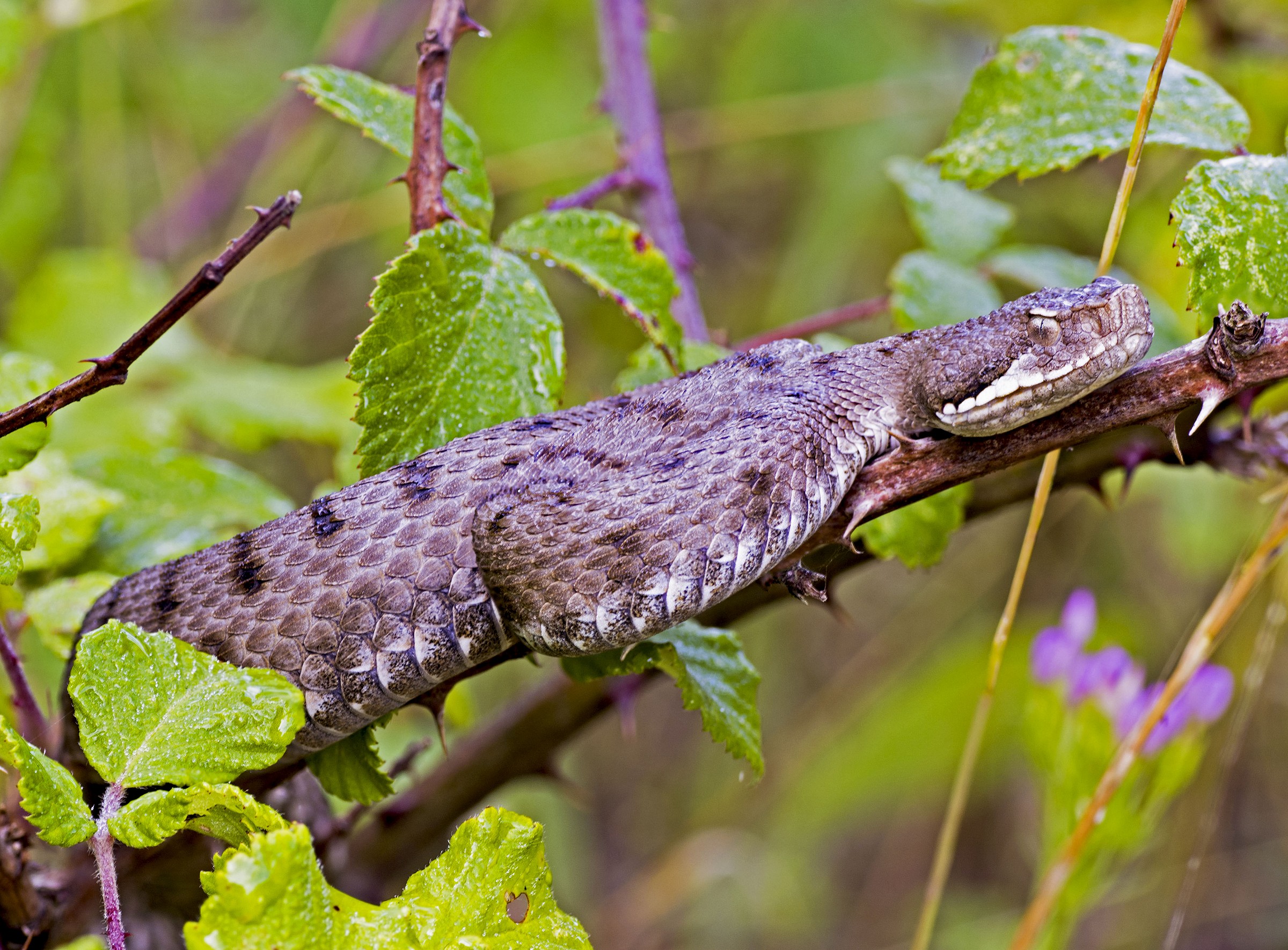 Vipera aspis