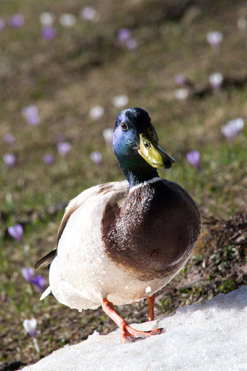 Mallard