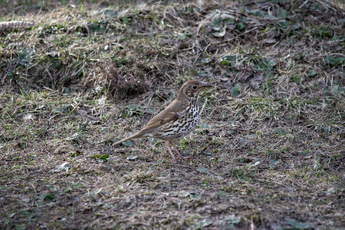 Song Thrush