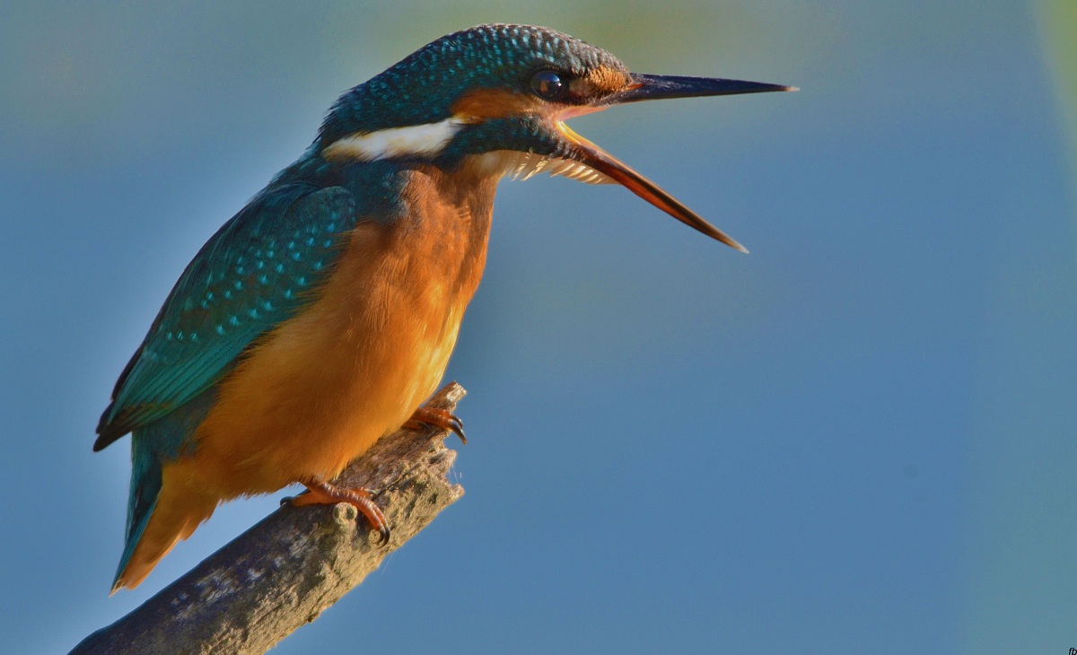 la martina arrabbiata