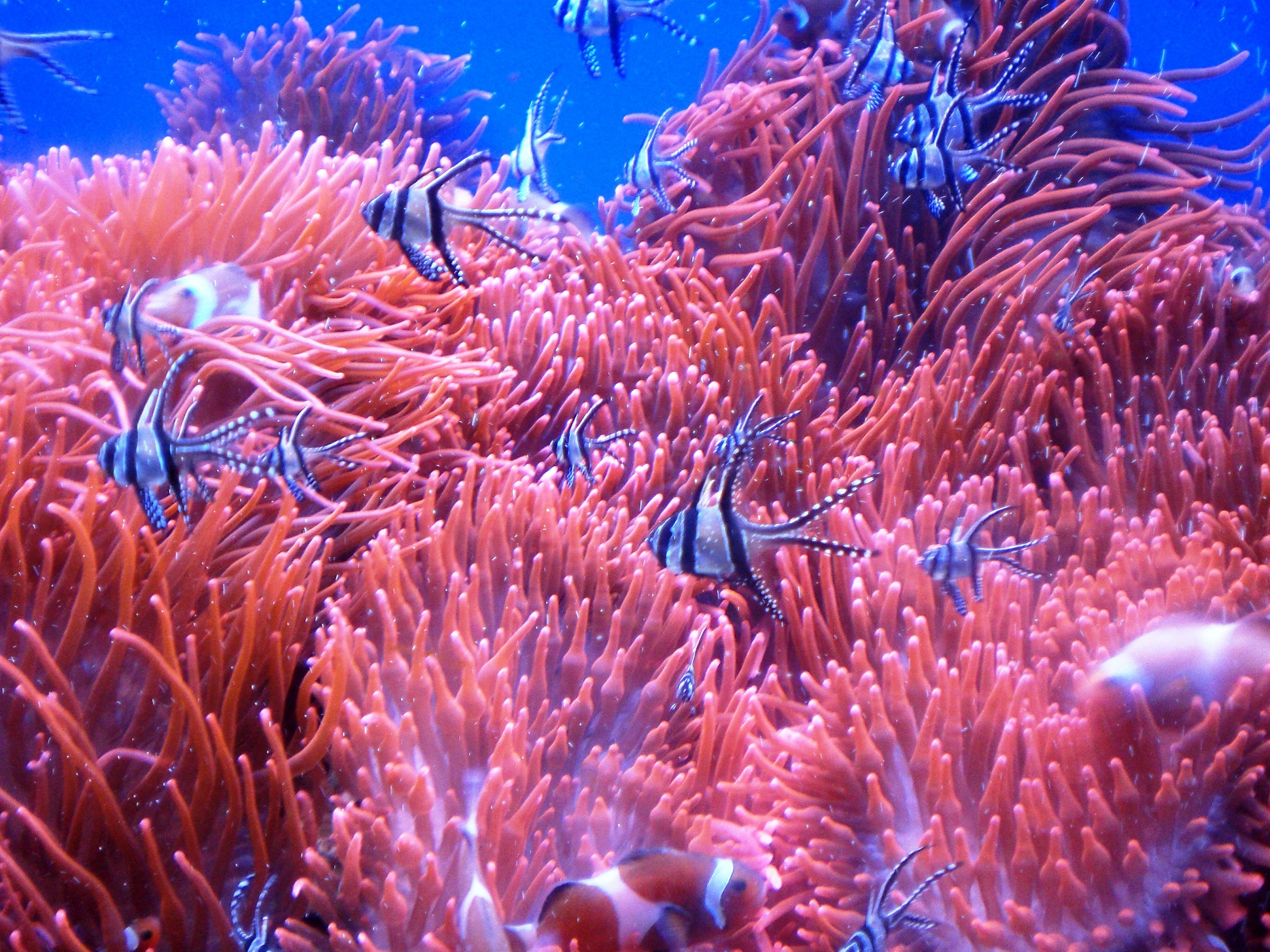 splendidi colori in acqua