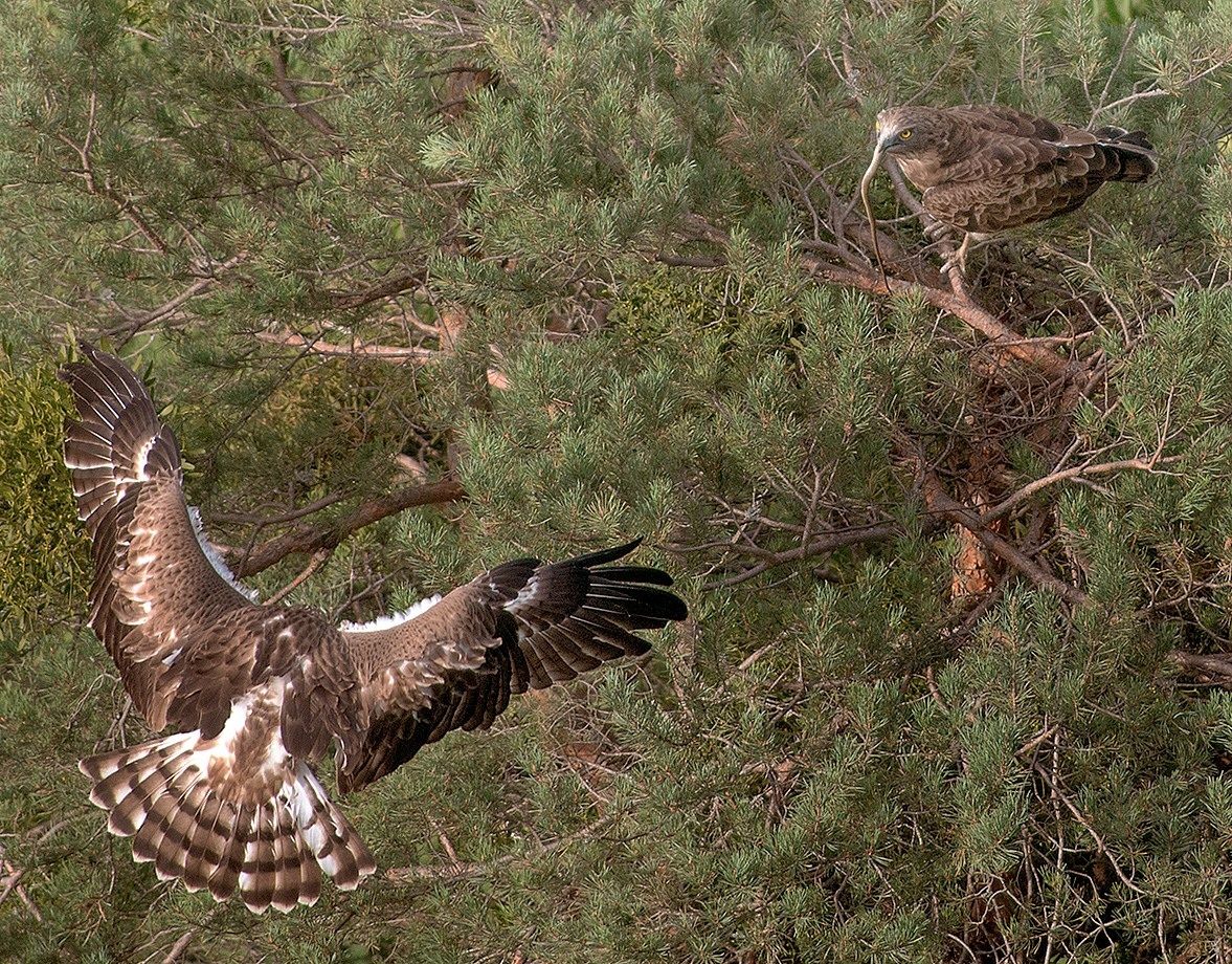 Bianconi: Parental care