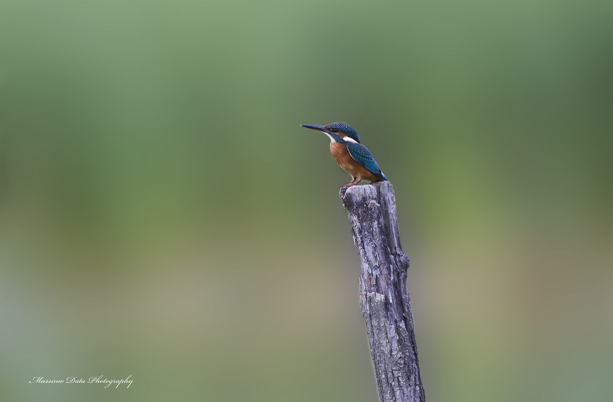 Martin Pescatore (Alcedo atthis )