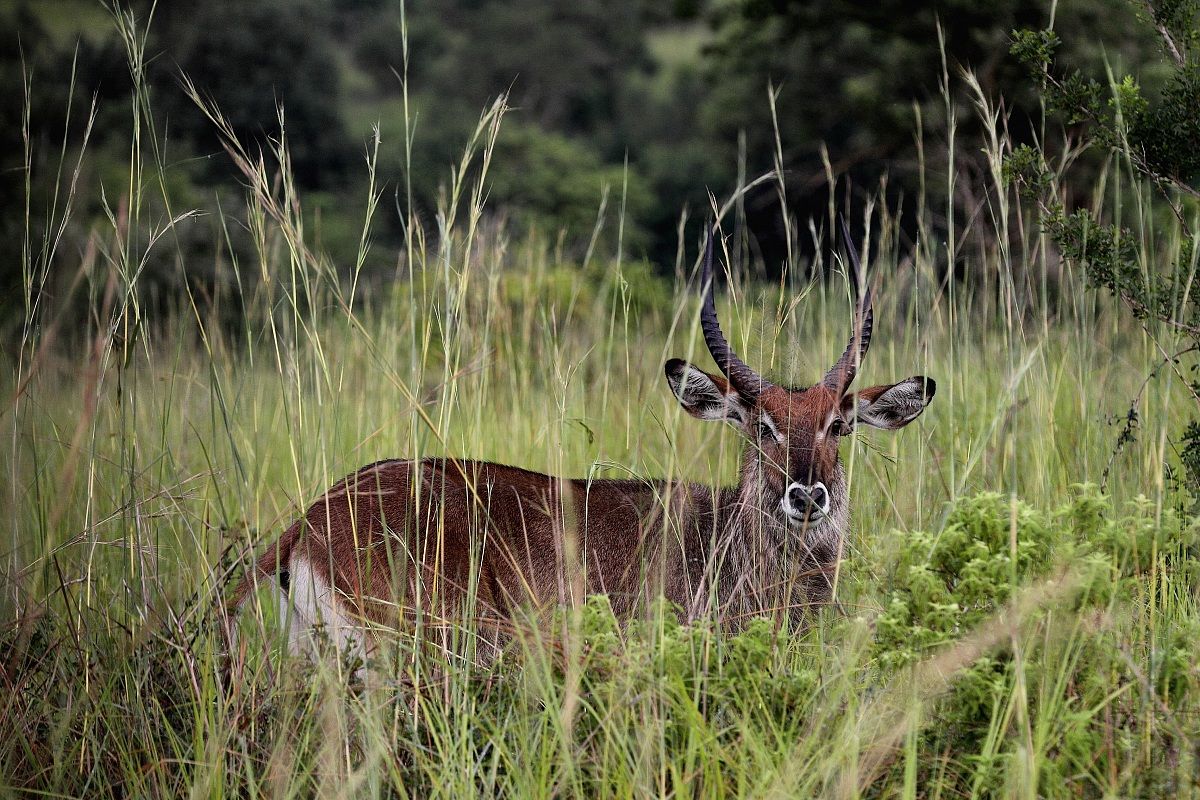 The waterbuck (Kobus ellipsiprymnus) male