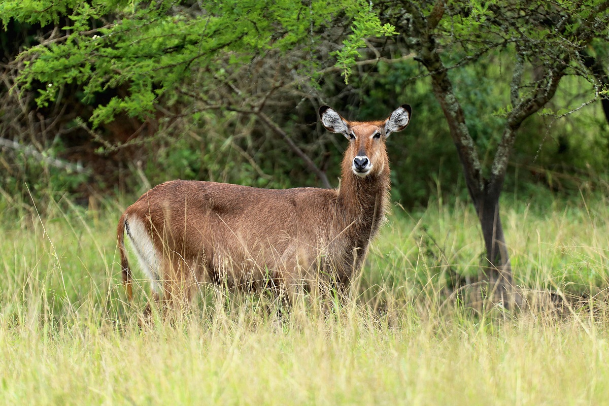 The waterbuck (Kobus ellipsiprymnus) female
