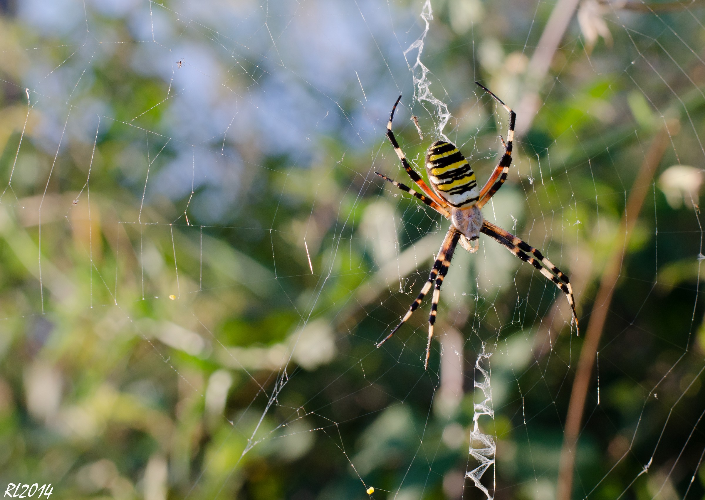 Argiope